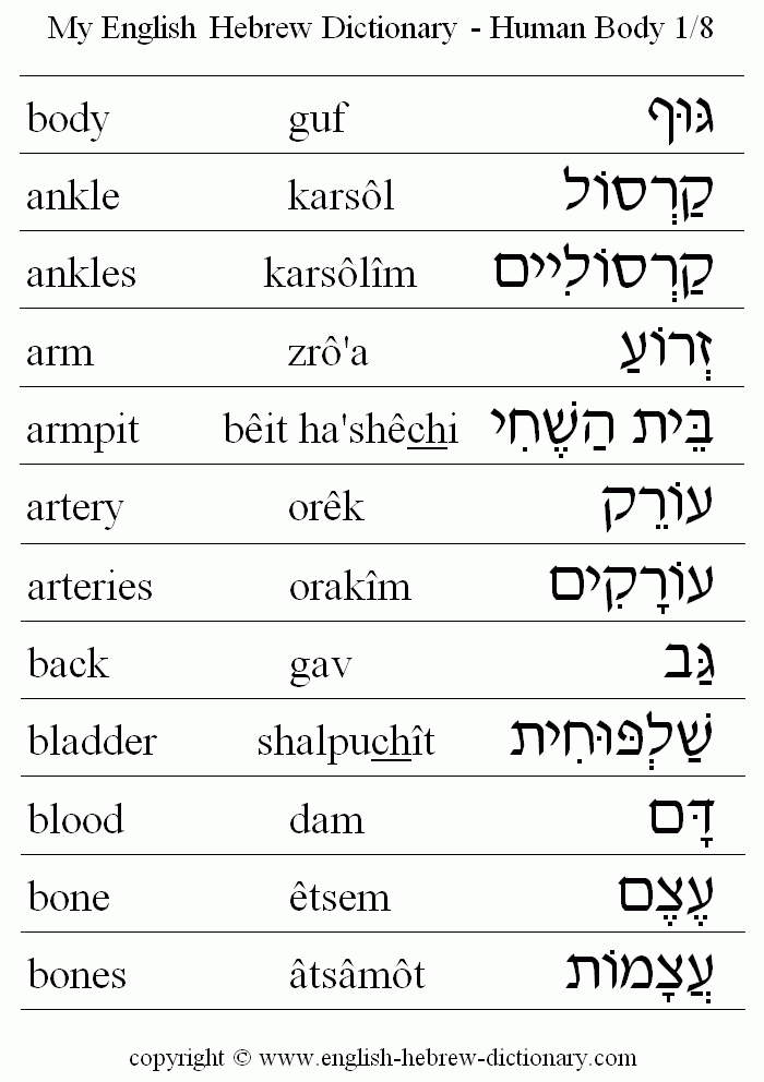 English to Hebrew -- Human Body Vocabulary: ankle, ankles, arm, armpit, artery, arteries, back, bladder, blood, bone, bones