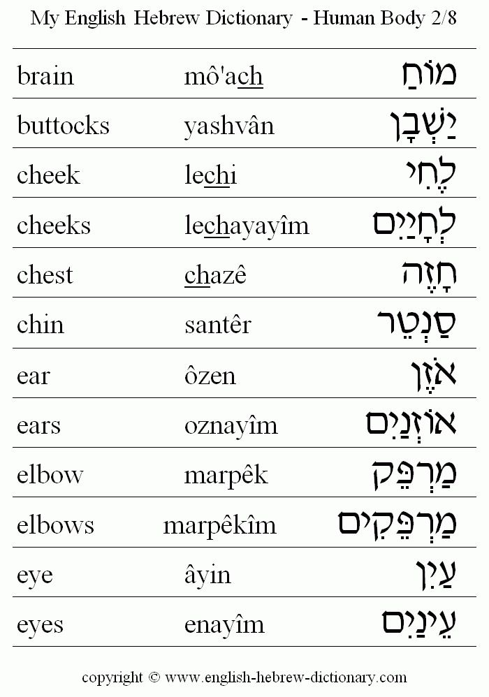 English to Hebrew -- Human Body Vocabulary: brain, buttocks, cheek, cheeks, chest, chin, ear, ears, elbow, elbows, eye, eyes