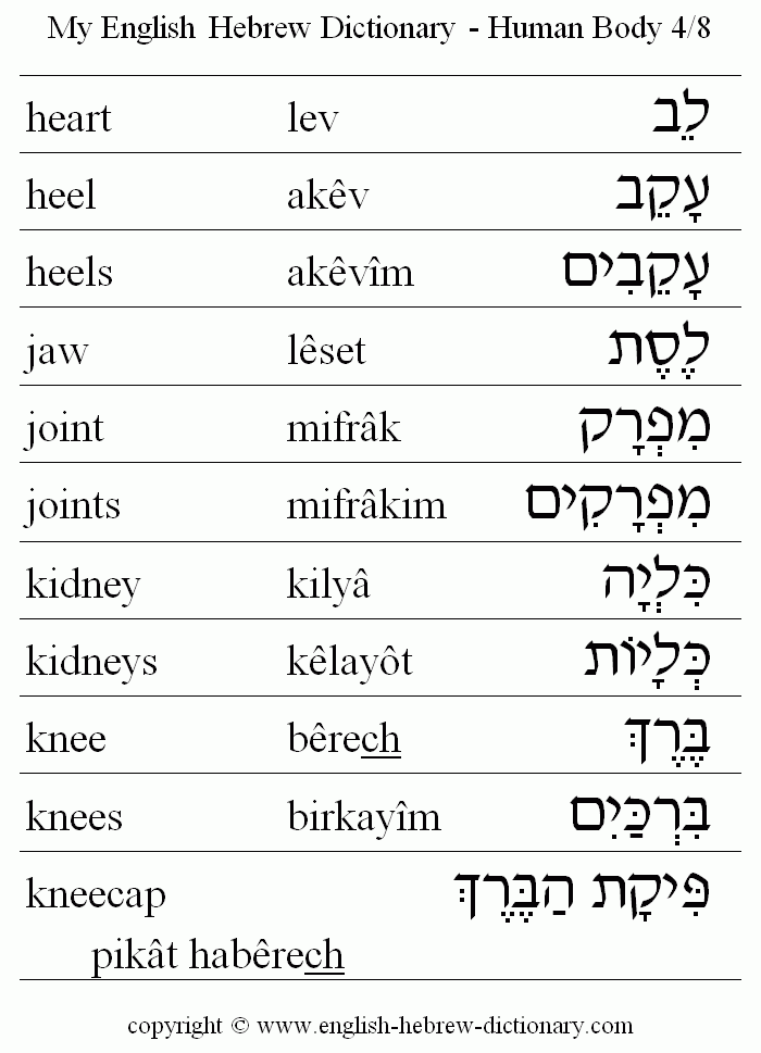 English to Hebrew -- Human Body Vocabulary: heart, heel, heels, jaw, joint, joints, kidney, kidneys, knee, knees, kneecap