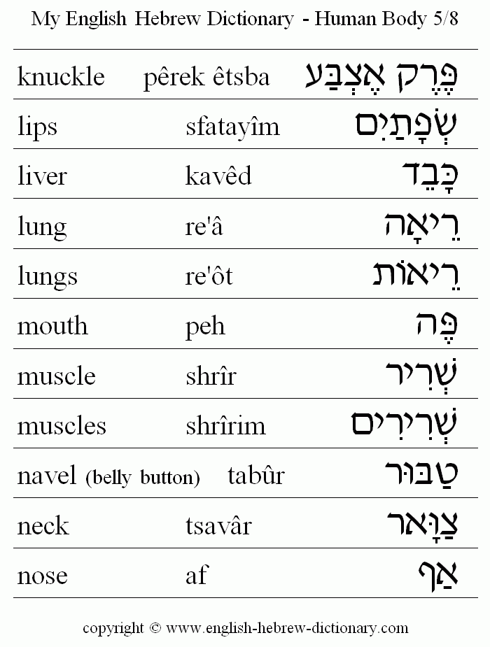 English to Hebrew -- Human Body Vocabulary: knucle, lips, liver, lung, lungs, mouth, muscle, muscles, nael (belly button), neck, nose