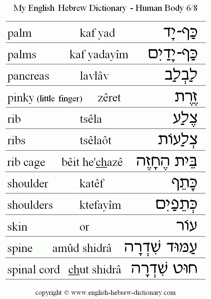 English to Hebrew -- Human Body Vocabulary: palm, palms, pancreas, pinky (little finger), rib, ribs, rib cage, shoulder, shoulders, skin, spine, spinal cord