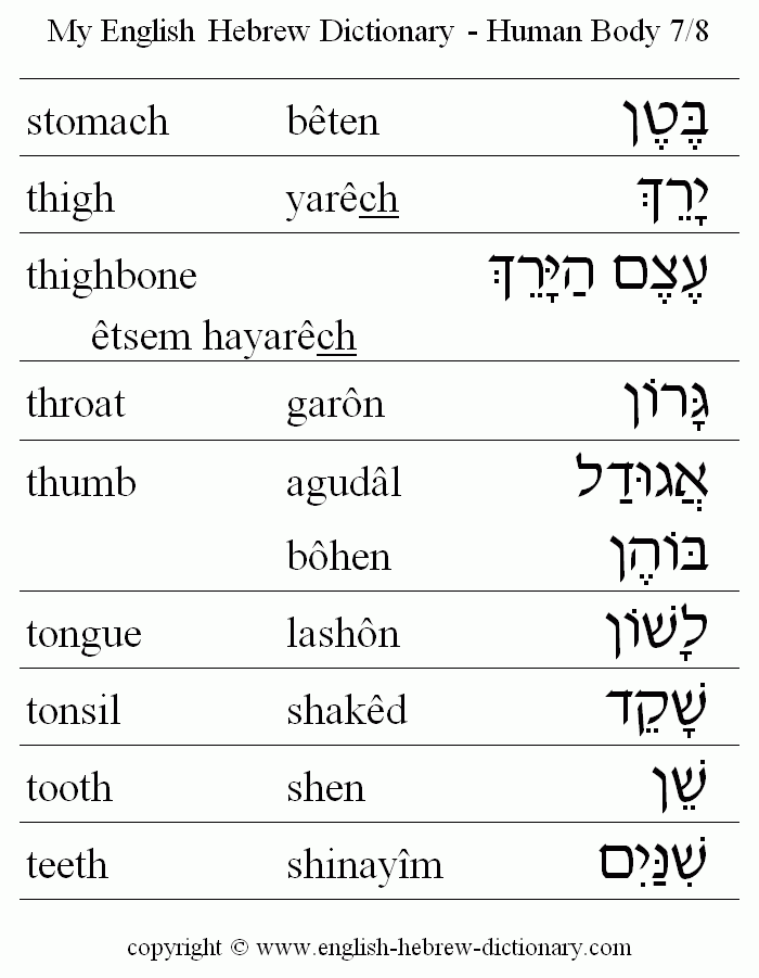 English to Hebrew -- Human Body Vocabulary: stomach, thigh, thighbone, throat, thumb, tongue, tonsil, tooth, teeth